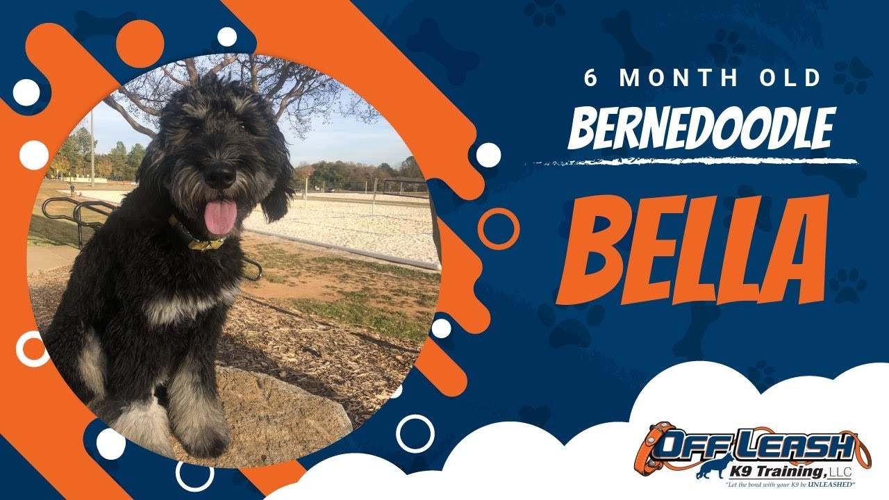 Hyper BERNEDOODLE PUPPY Bella l Before & After OLK9 TRANSFORMATION