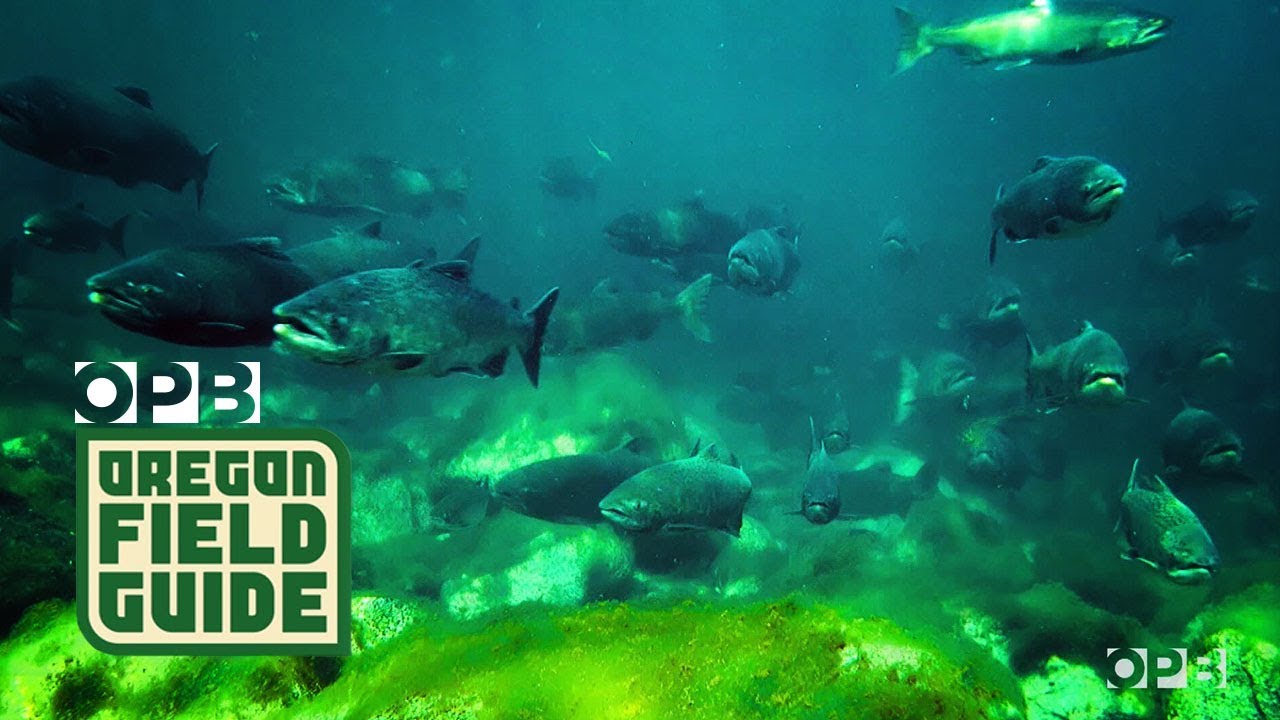 Snorkeling With Salmon | Oregon Field Guide
