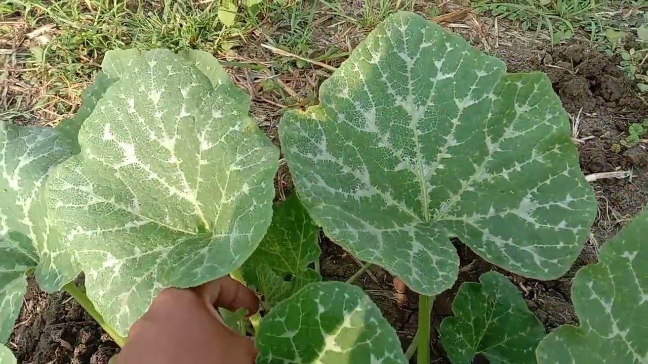 PAANO ANG TAMANG DISTANSYA AT PAG PAPATUBO SA TANIM NA KALABAS. HOW TO TAKE CARE PUMPKIN/SQUASH.