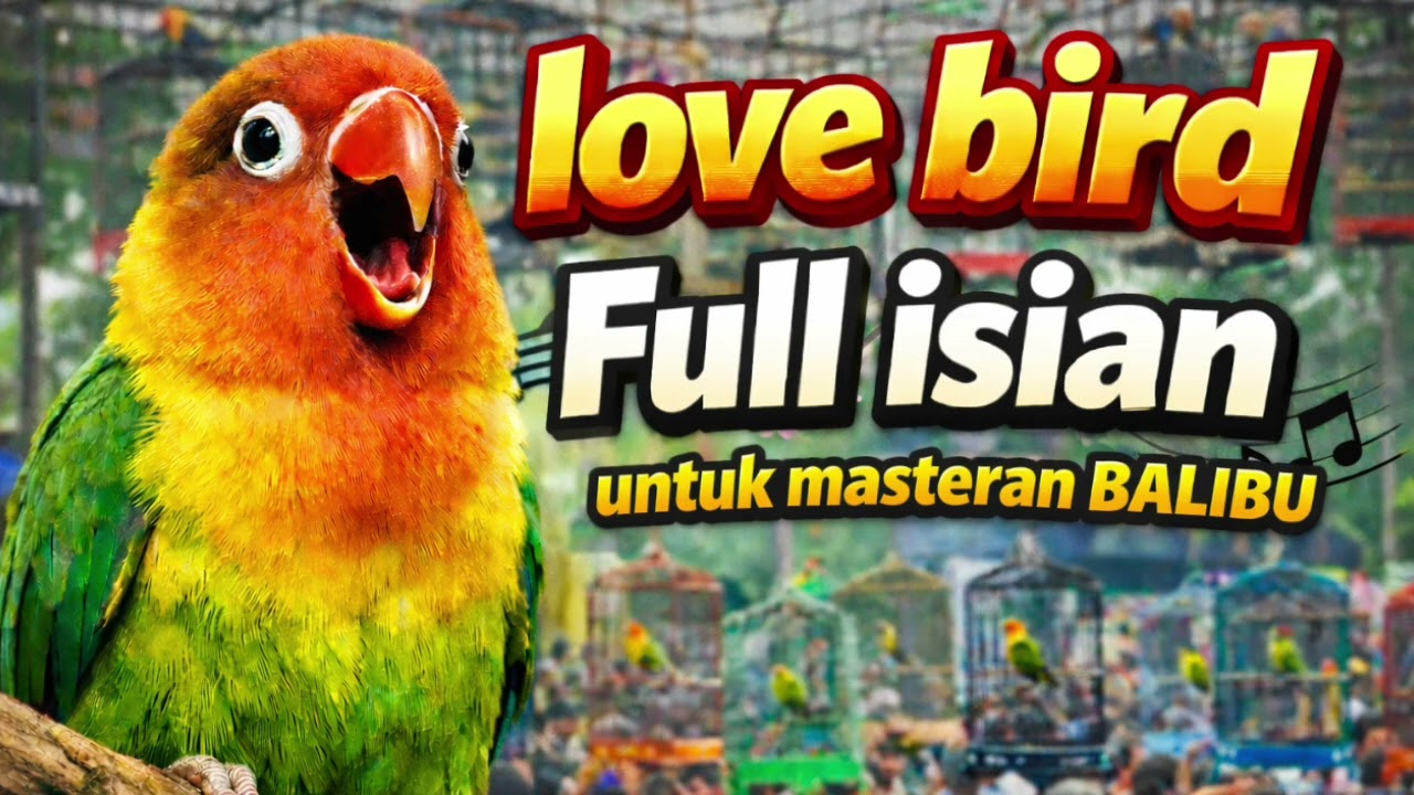MASTERAN TEMBAKAN KENARI LOVEBIRD CILILIN - MATERI LOMBA JERNIH ‼️