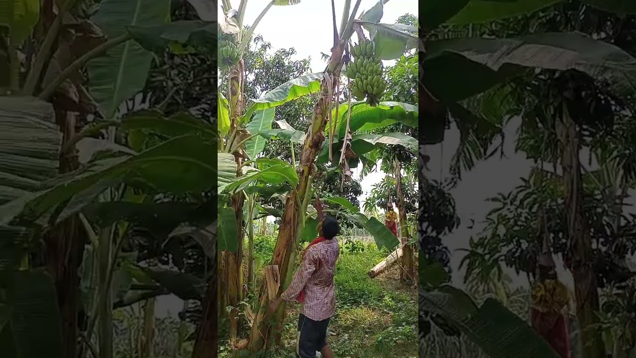 Collecting Banana