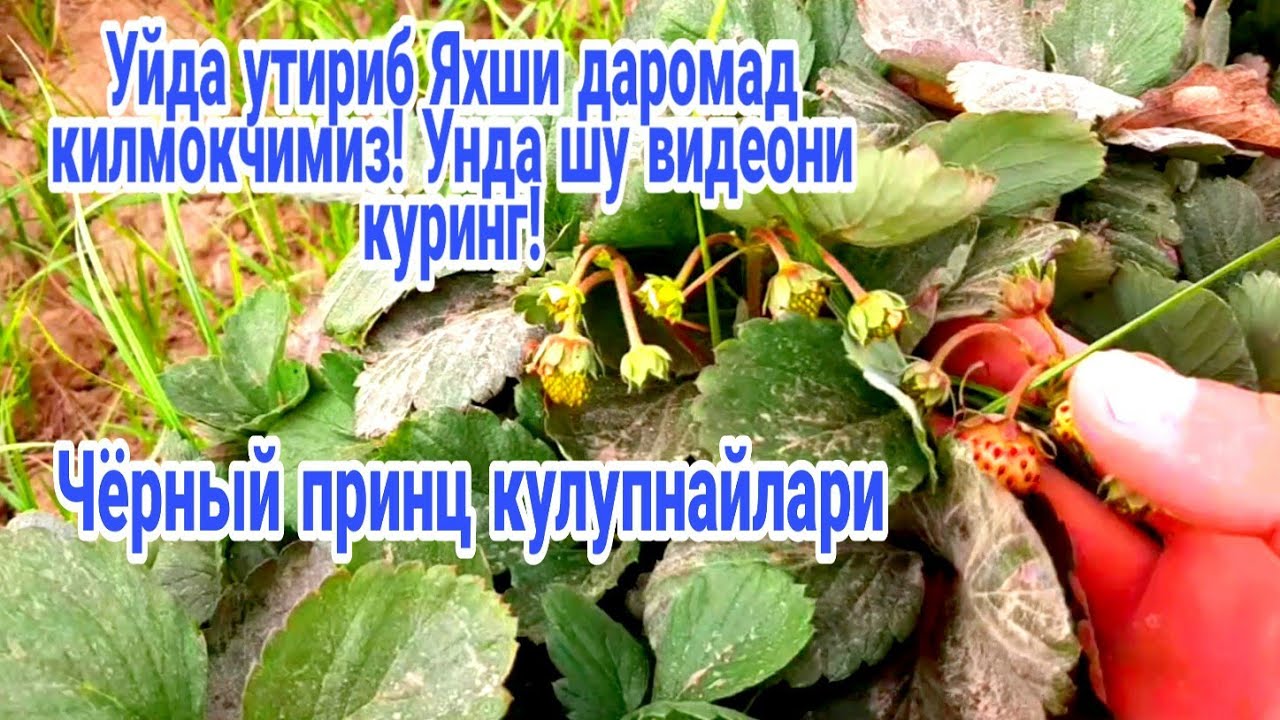 Чёрный принц клупнайлар
