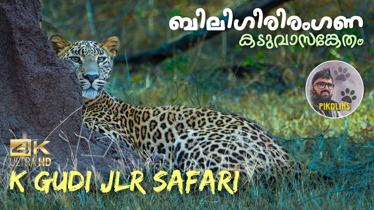 K Gudi Forest Safari by JLR | BRT Tiger reserve, Karnataka