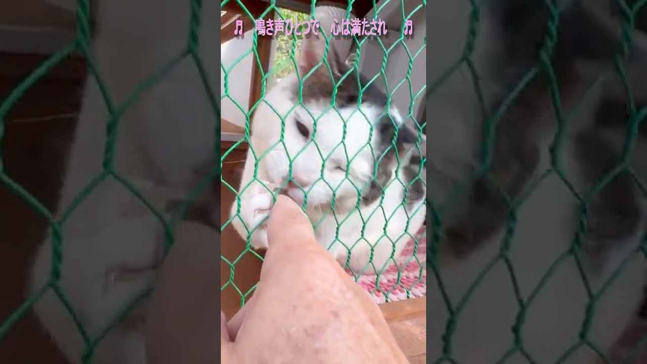 【1か月ぶりの再会】呼びかけに応えてくれたシロ――新曲でよみがえる出迎えの感動【オリジナル曲】