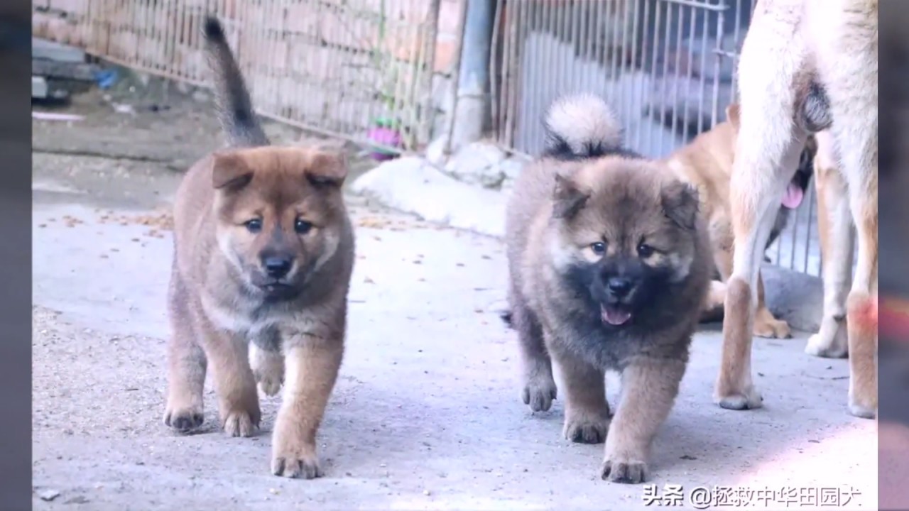 【中华田园犬】奶狗五个月的成长变化，翻天覆地！