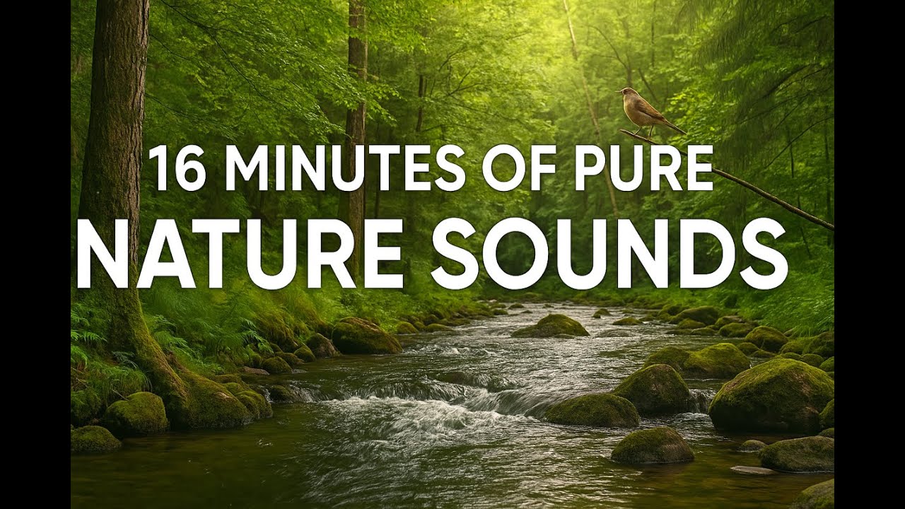 16 Minutes of Pure Nature Sounds – Forest, Birds, River, Wind | No Music, Just Nature