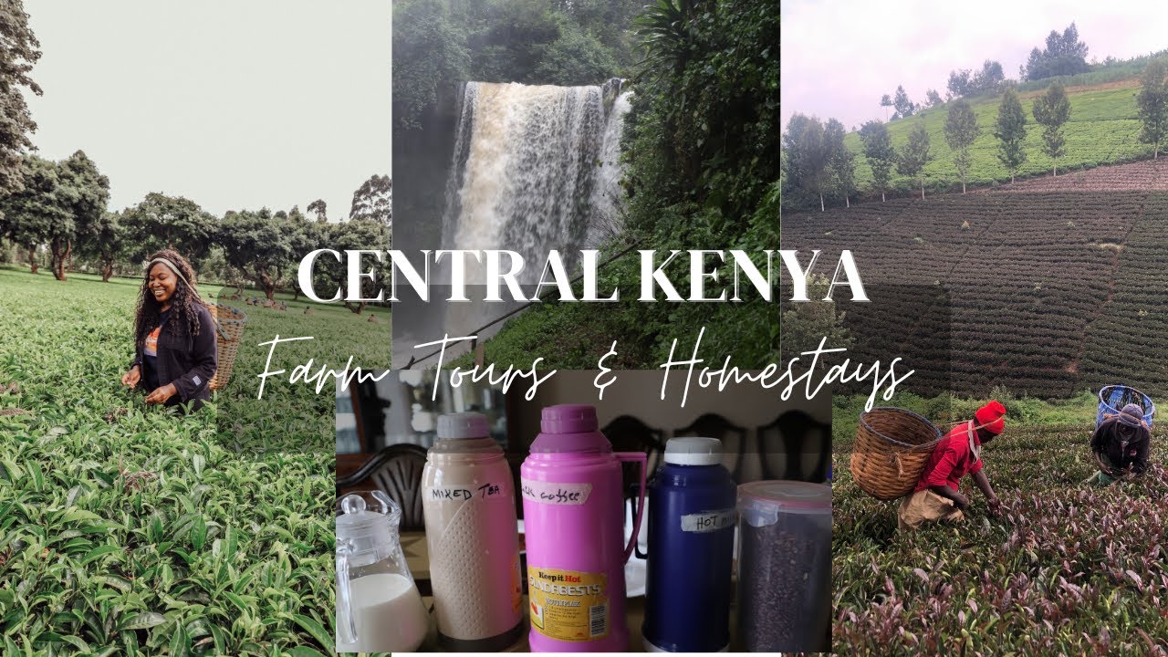 5 BEST COFFEE & TEA FARM TOURS IN CENTRAL KENYA/Homestays in Murang'a & Kirinyaga