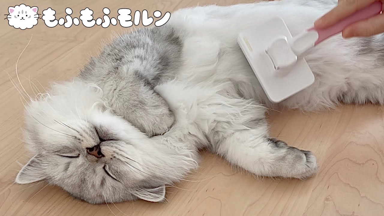ブラッシングで脱力する子猫が可愛いので癒されます【サイベリアン】