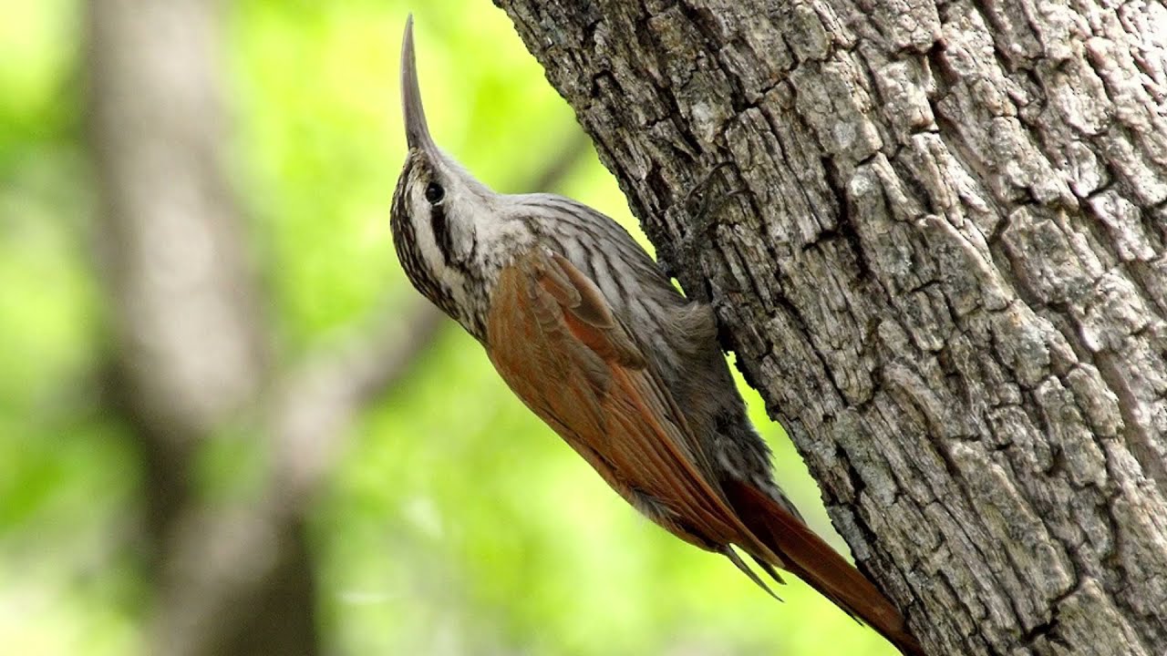 Arapaçu de cerrado - Canta muito e gosta de ficar nos troncos - Ouça aqui