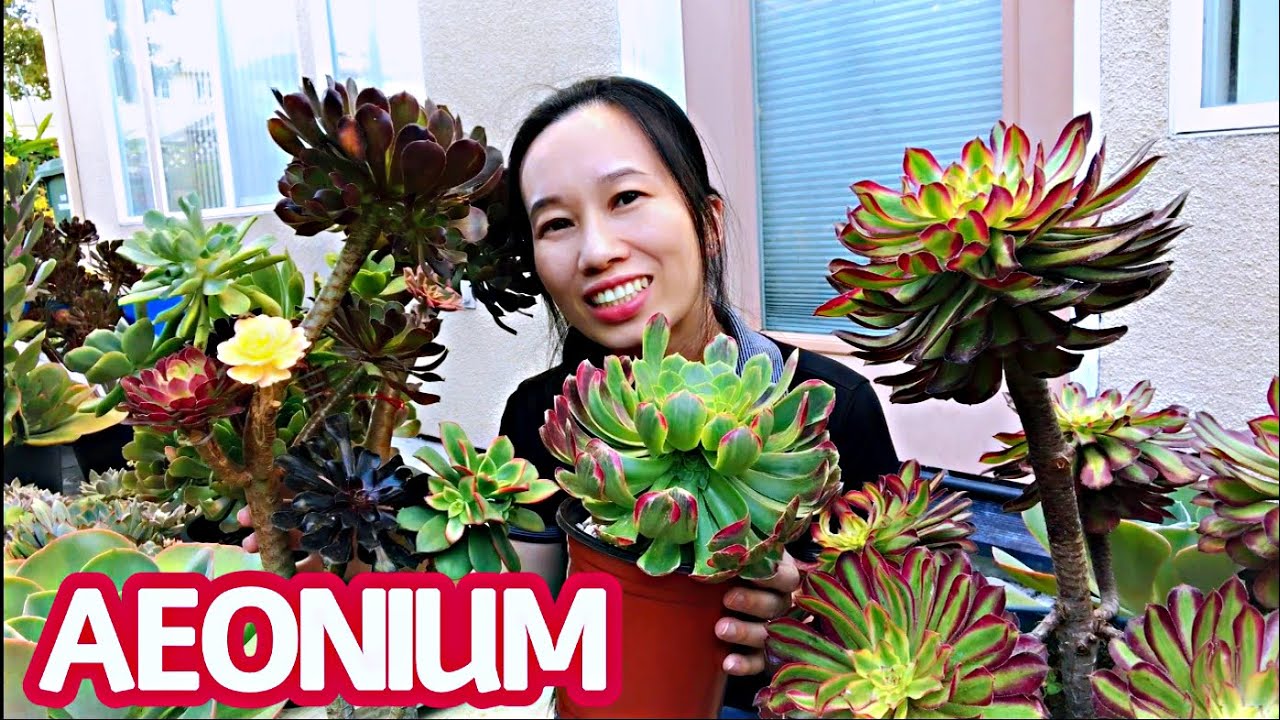 #246 MY AEONIUM COLLECTION | GRAFTING AEONIUM SUCCULENTS | Ghép sen đá Aeonium | VƯỜN SEN ĐÁ AEONIUM