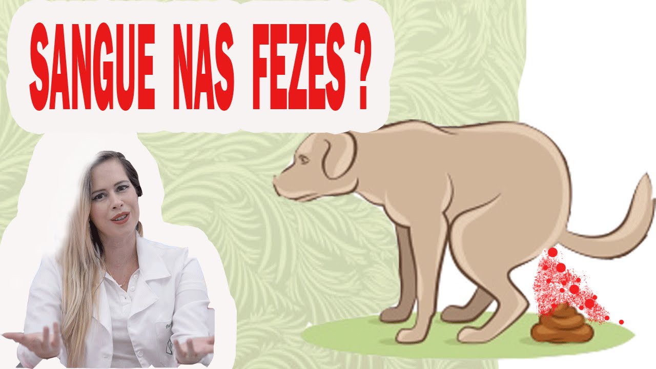 DICA DA VETERINÁRIA: SANGUE NAS FEZES DO CÃO. PORQUE ?