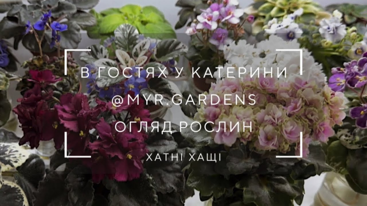Огляд РОСЛИН в гостях у Катерини: казкові фіалки, собані і зелений балкон💚