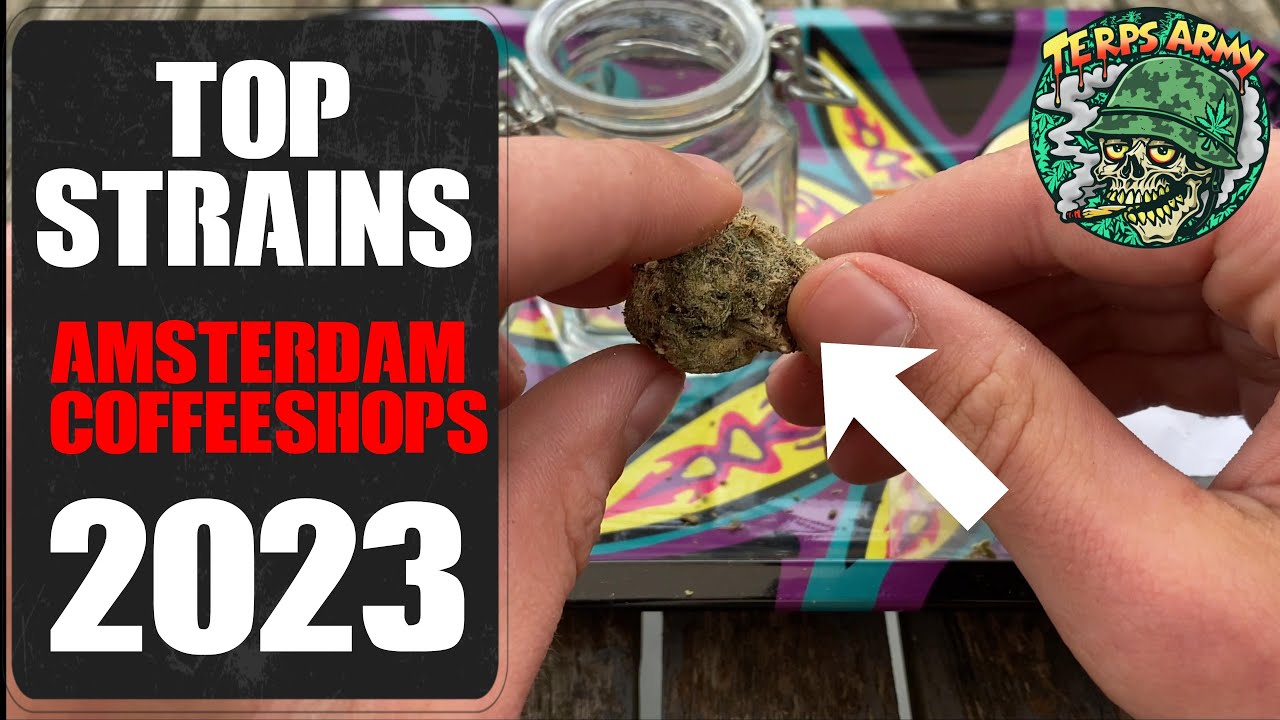 White Runtz (Terps Army) Amsterdam Weed Review with Terp Tourist