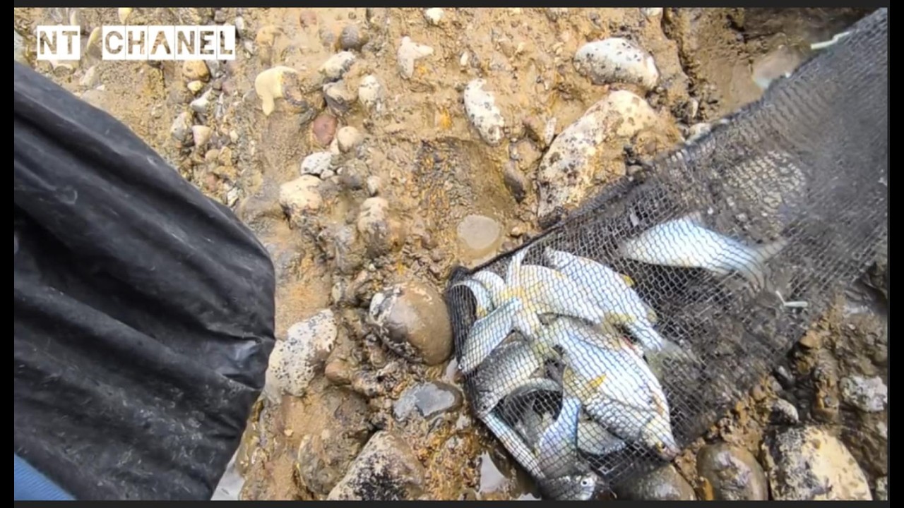 Mancing di sini bikin betah dan ga mau pulang, #fishing #fish #fyp #arusderas #tawes #genggehek
