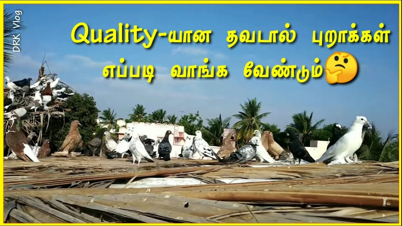 🕊️🕊️புதிதாக புறா வளர்ப்பவர்கள் சிறந்த தரமான புறாக்கள் எப்படி வாங்க வேண்டும் || DRK_Vlog ||