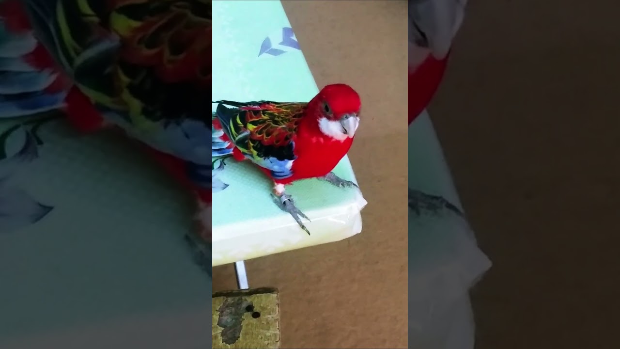 COMO DESLIGO A ROSELA  KKKK ‐ QUER CONHECER TUDO SOBRE ROSELAS? LINK EM COMENT&Aacute;RIOS!! #roselas #aves