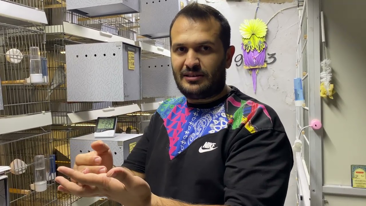 Show Jumbo Muhabbet Kuşlarında Tohumlama 🙂