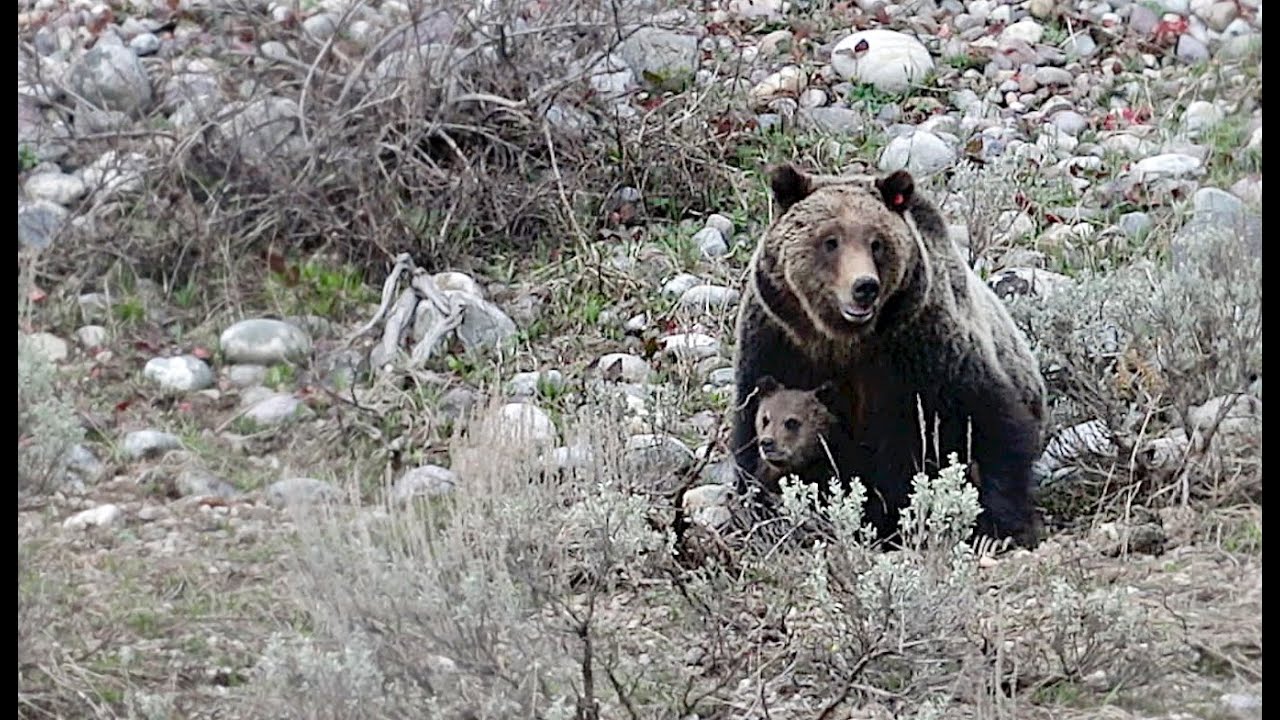 Wildlife Photography-Grizzly Bear 399's Daughter has first Cub/COY-Jackson Hole/Grand Teton Park