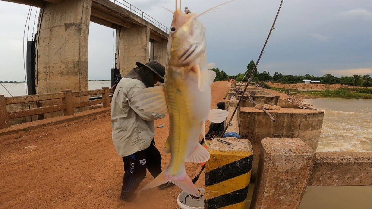 Catfish Fishing Technique | មកសាកត្រីឆ្លាំងស្ពានស្រែងម្តង​ ត្រីធំៗល្អណាស់​បងប្អូនអើយ!!