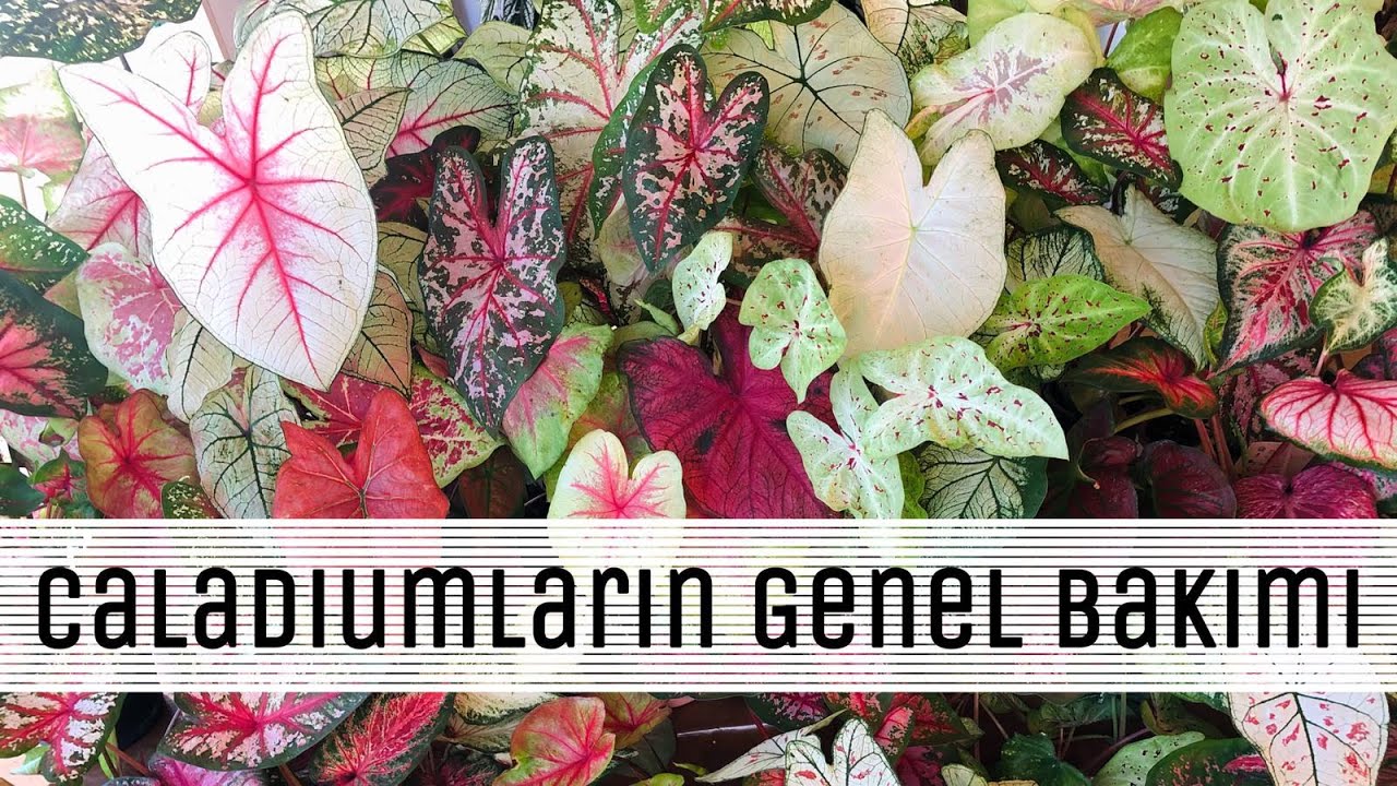 Caladiumların Genel Bakımı (saksı değişimi, sulama, konumlandırma, çoğaltma ve uyku dönemi)