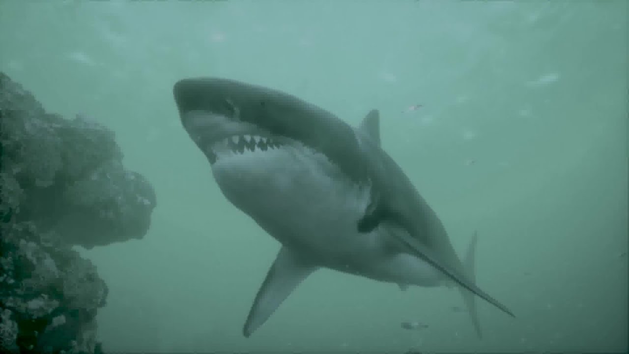 Sunny, with a chance of Great White sharks in Southern California