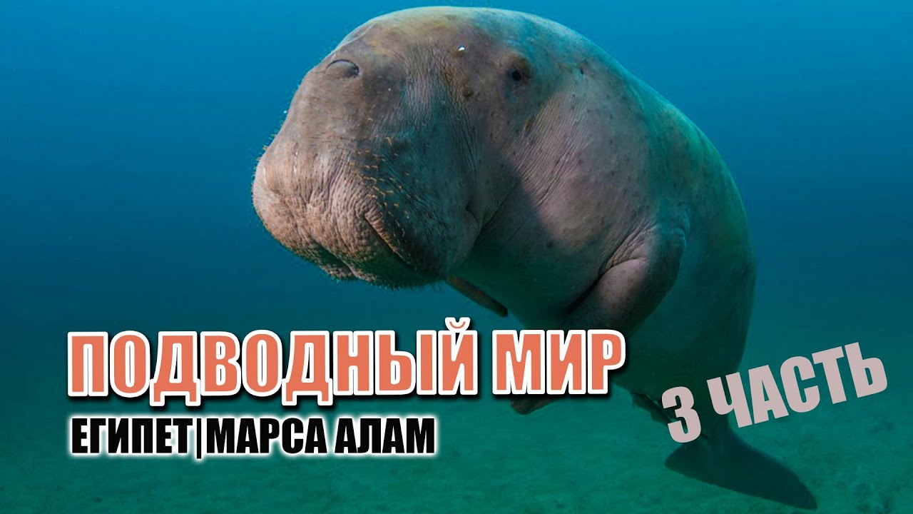 ПОДВОДНЫЙ МИР ЕГИПЕТ МАРСА АЛАМ  3 ЧАСТЬ | EGYPET Marsa Allam