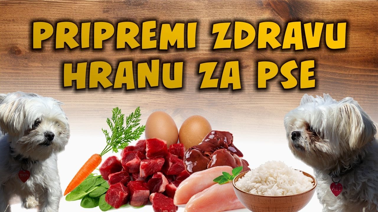 Priprema Zdrave Hrane za Pse: Ukusan i Nutritivan Recept