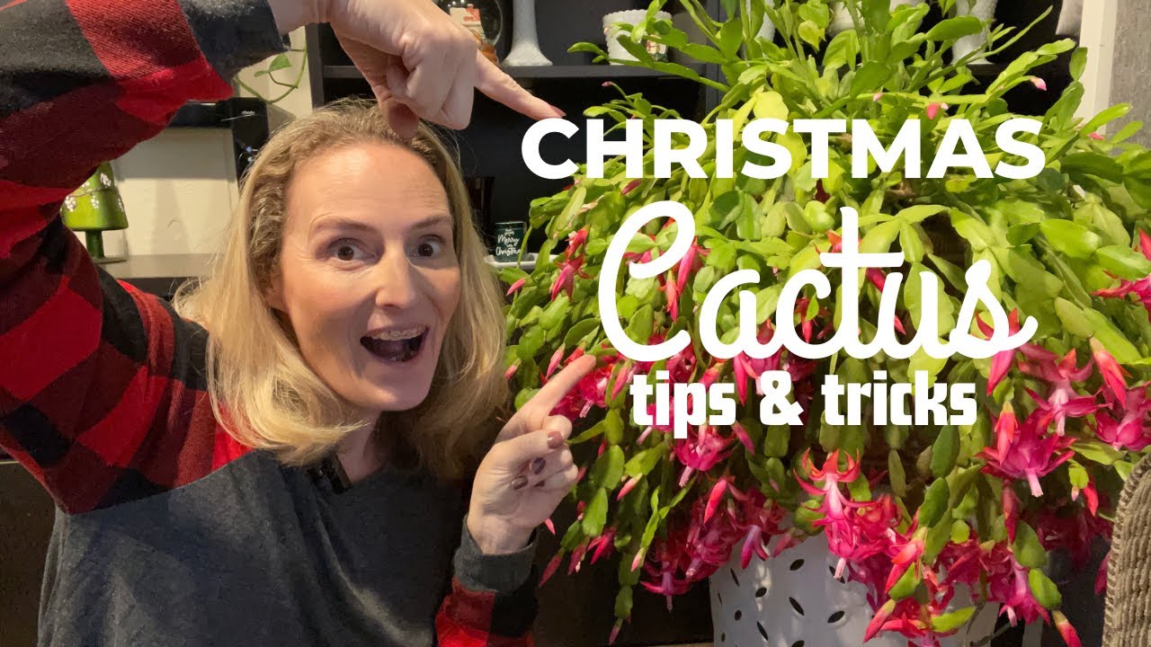 How to care for Christmas Cactus 🌵 thanksgiving cactus tips and tricks