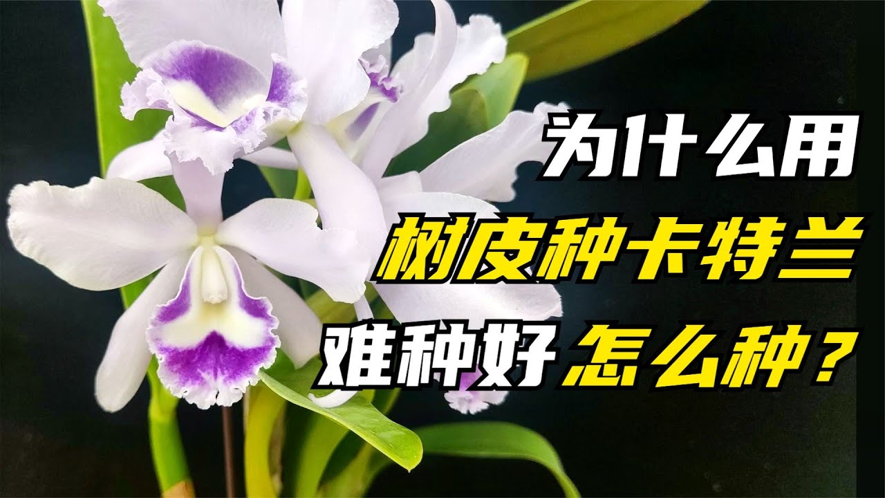 286 为什么说用树皮种嘉德利亚兰难种好？若非要用树皮，该如何种？