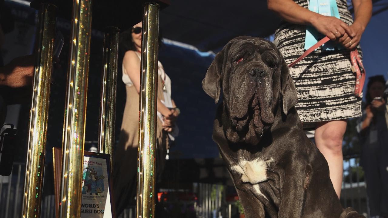 World's Ugliest Dog of 2017 Is a Lovable Neapolitan Mastiff Named Martha