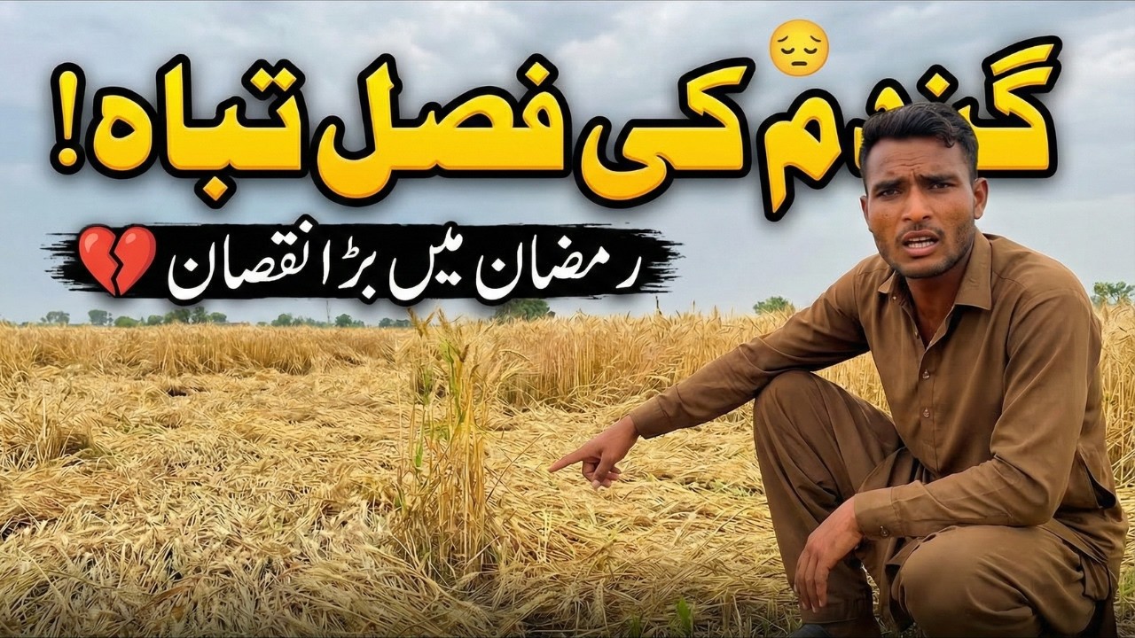 Daily Routine Work In Ramzan | Gandum Ki Fasal Tabah 😢 | Punjabi Village Life