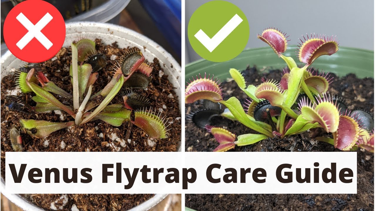 Полное руководство по уходу за венериной мухоловкой 🌱