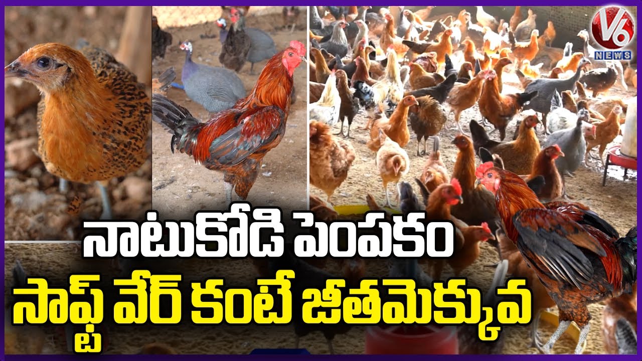 Natu Kodi (Country Chicken) Farming At Mulakalapalli | Yadadri Bhuvanagiri | V6 News