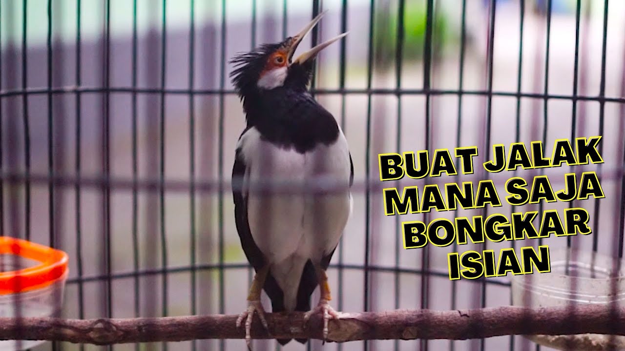 Jalak Suren Gacor Ini Cocok Untuk Menaikan EMosi Jalak Lain AGar Mau Bunyi dan Bongkar isian