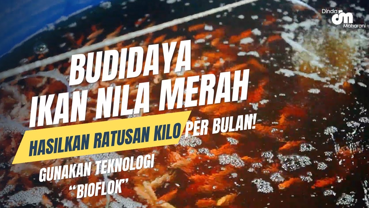 SUKSES USAHA BUDIDAYA IKAN NILA MERAH DENGAN SISTEM BIOFLOK BERSAMA REDTIS - MALANG!