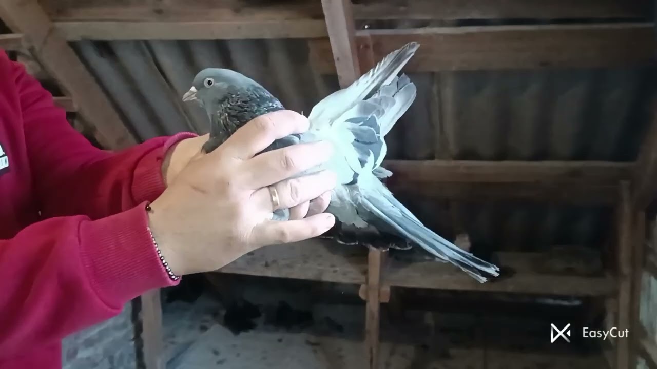 Николаевские голуби, Сизые и Сизомурые,  Пеева Андрея #EasyCut