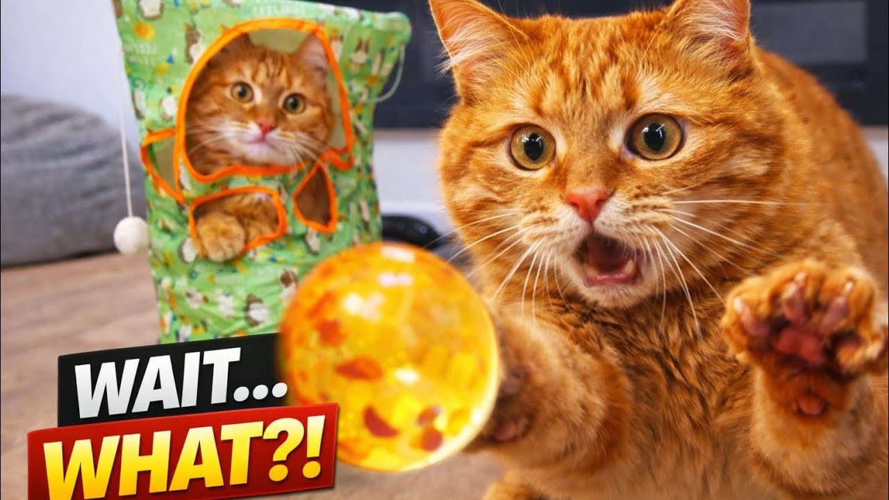 Я НЕ Был Готов к Реакции Булки... Попробуй не засмеяться 😂 | Вирусный Кошачий Челлендж