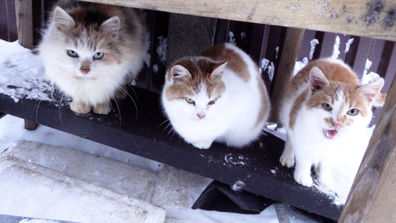 Cats are waiting for a happy new year