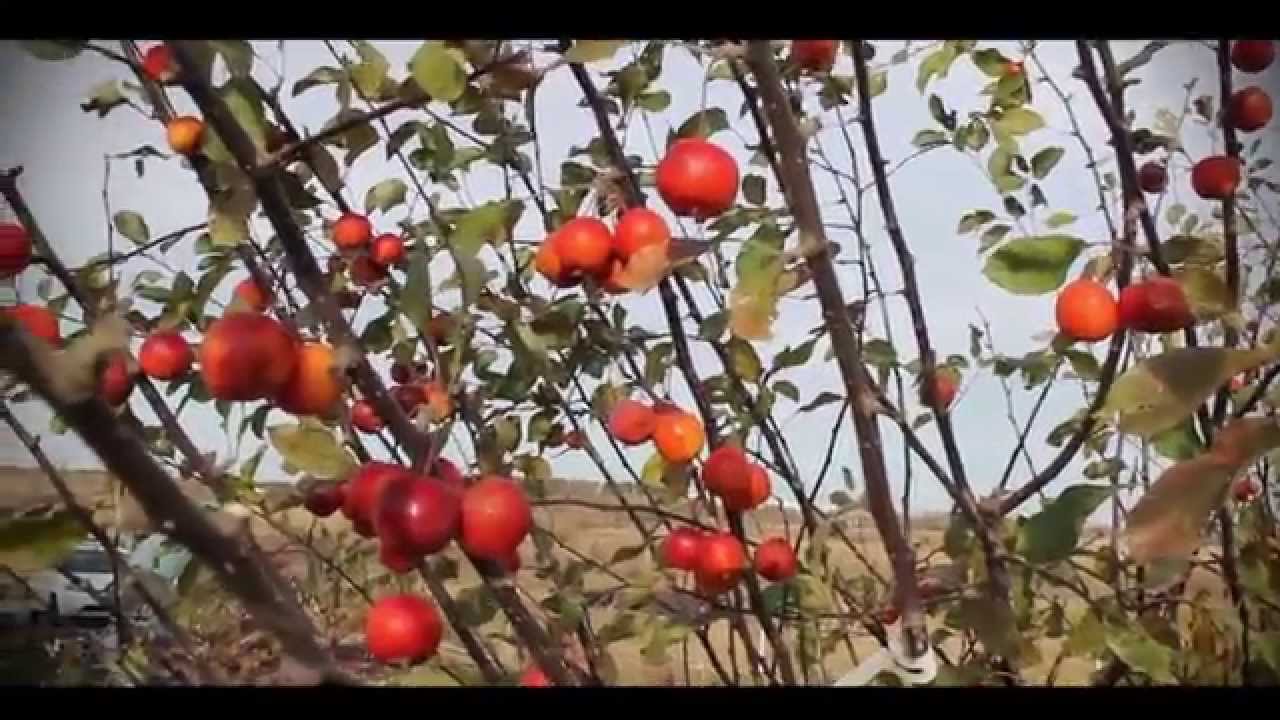 Яблоня декоративно-плодовая: 