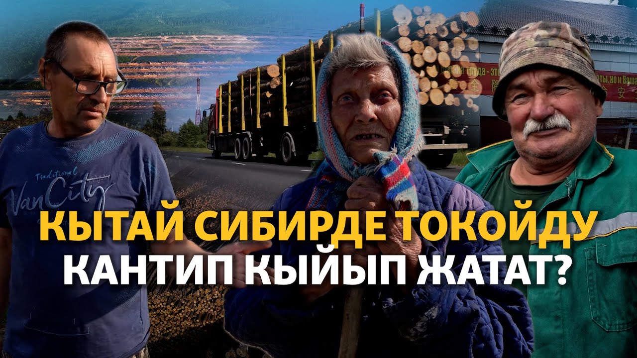 Кытай көз арткан Сибирдеги токой