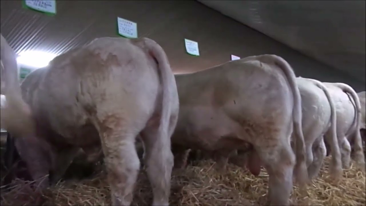 2025 Portes Ouvertes  GAEC CADOUX Père et Fils 89420 St André en Terre Plaine -0689180587 charolais