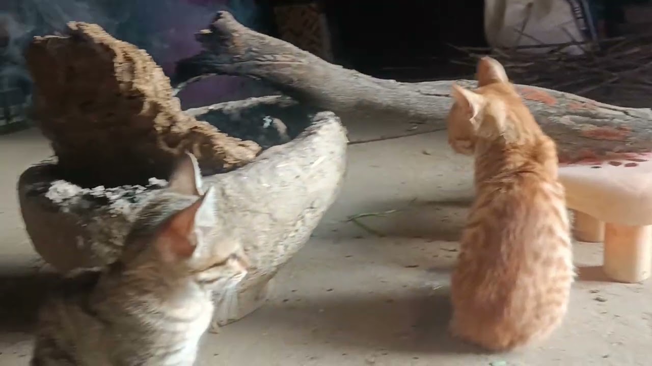Cat's cute kittens 