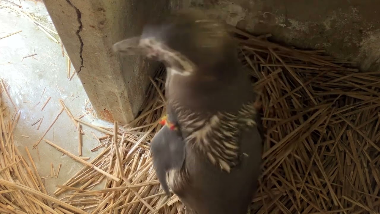 【定点動画】フンボルトペンギン　巣材を集める様子