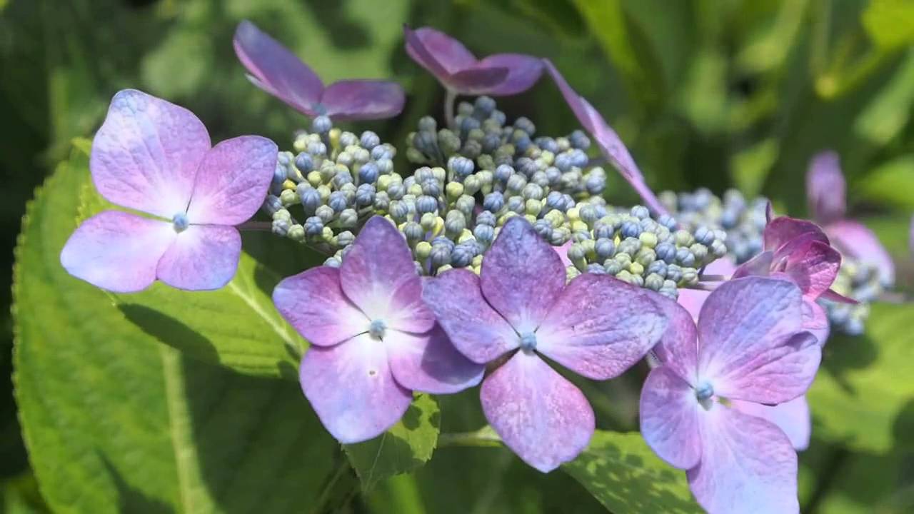A stroll through the hydrangeas - Hase Temple, Kamakura