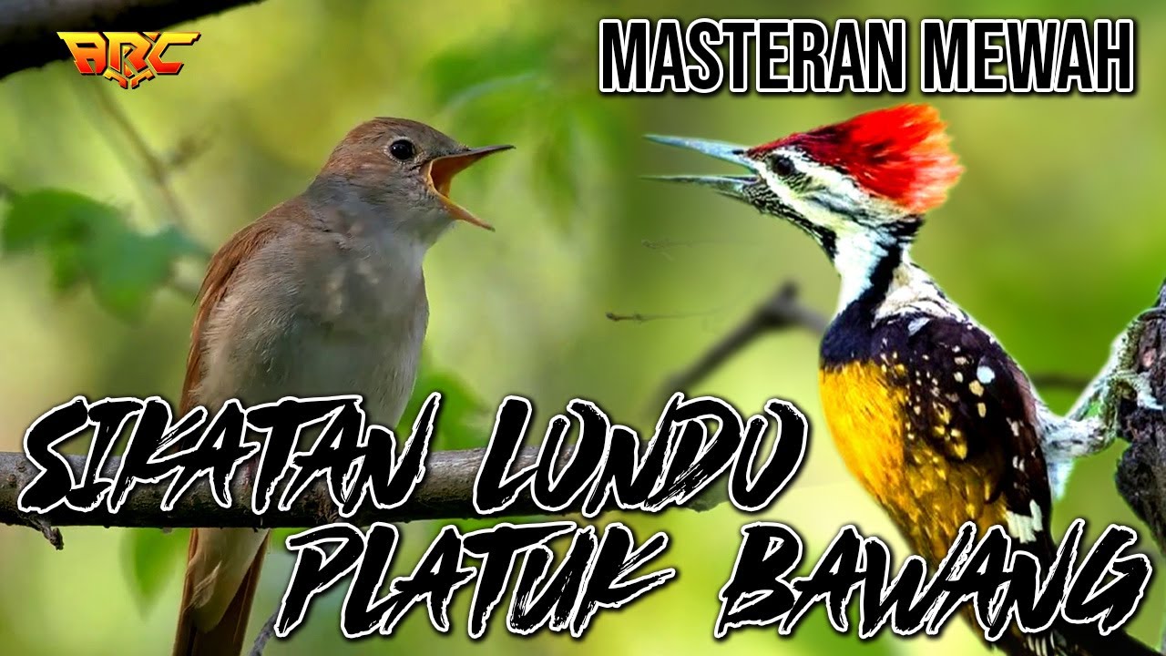 MASTERAN PLATUK BAWANG VS SIKATAN LONDO SUPER MEWAH