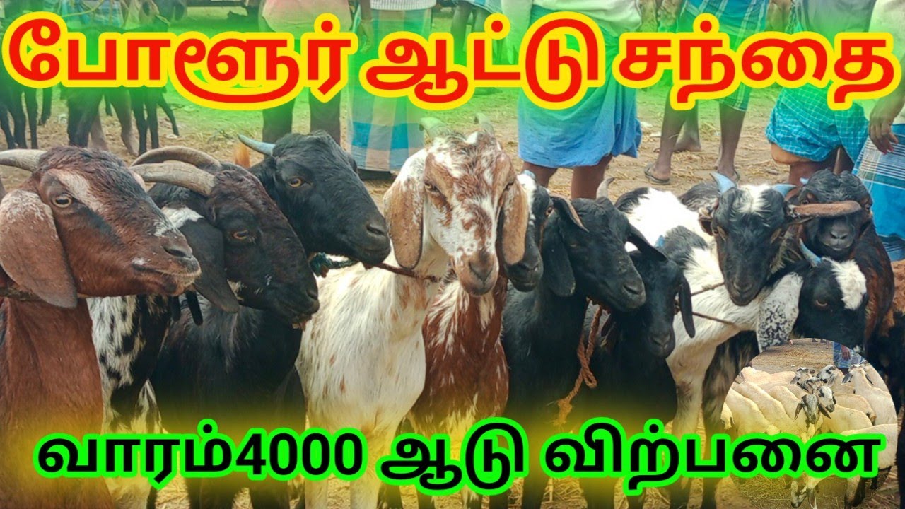 போளூர் ஆட்டு சந்தை|Polur Attu Santhai