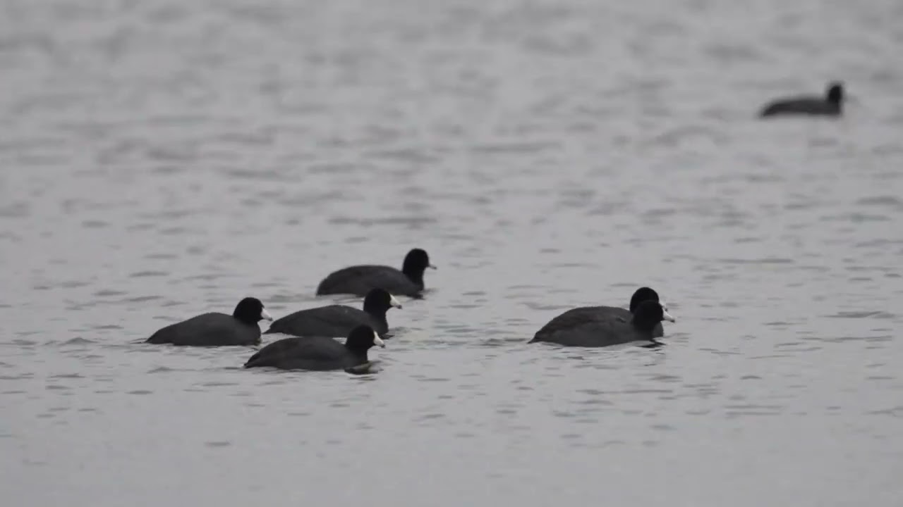 American Coot