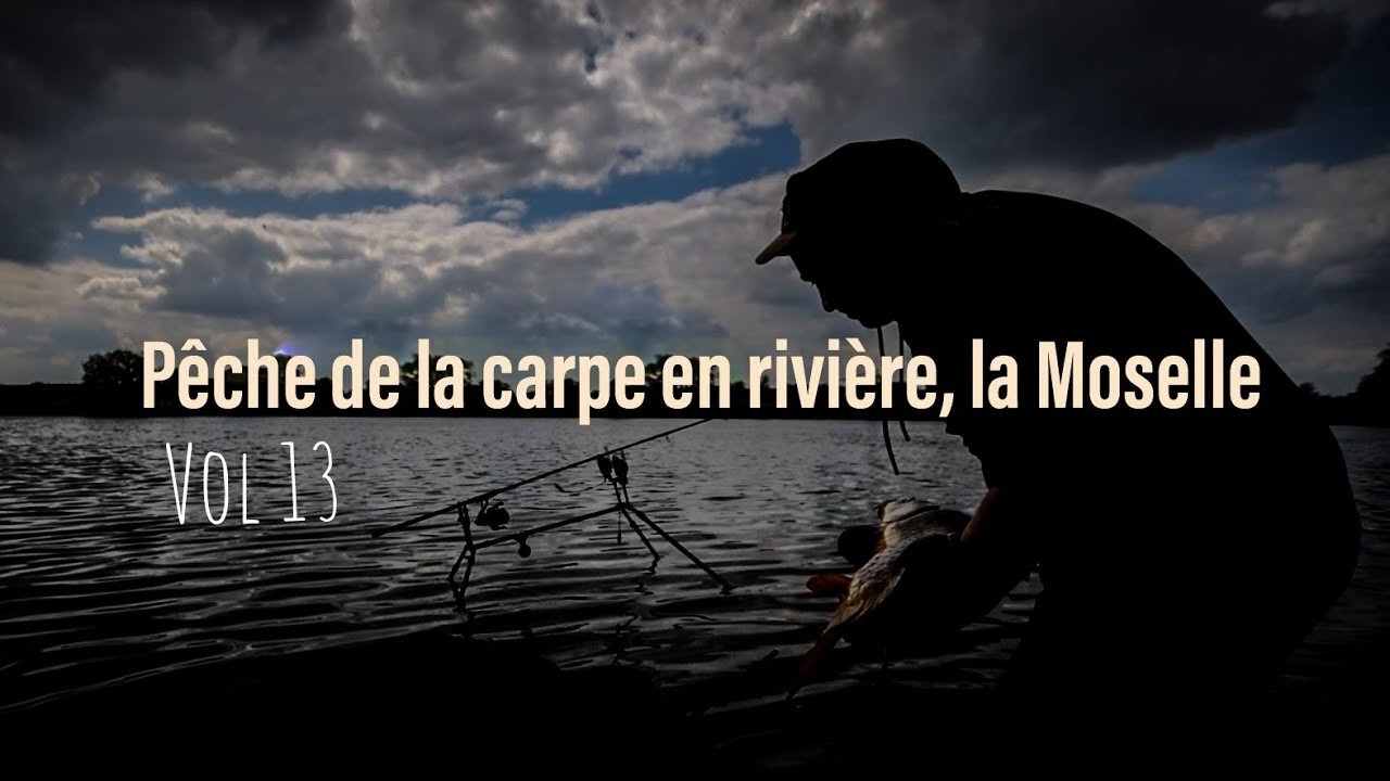 Pêche de la carpe en rivière, la Moselle vol13