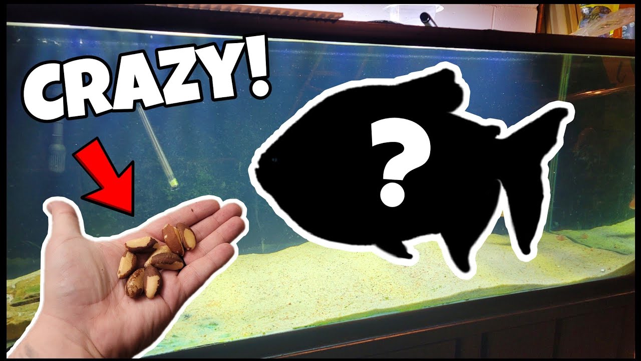 Monster Fish Eating NUTS?! Feeding BIG, Pet Pacu!