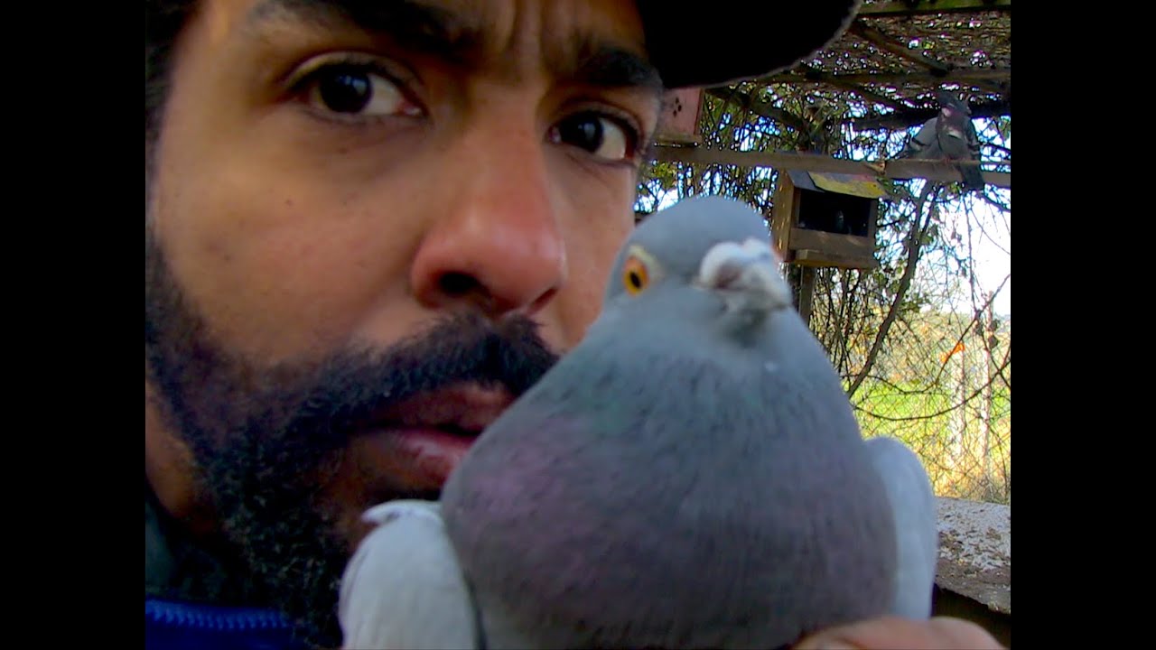 Je suis un pigeon - Léo Aniaba